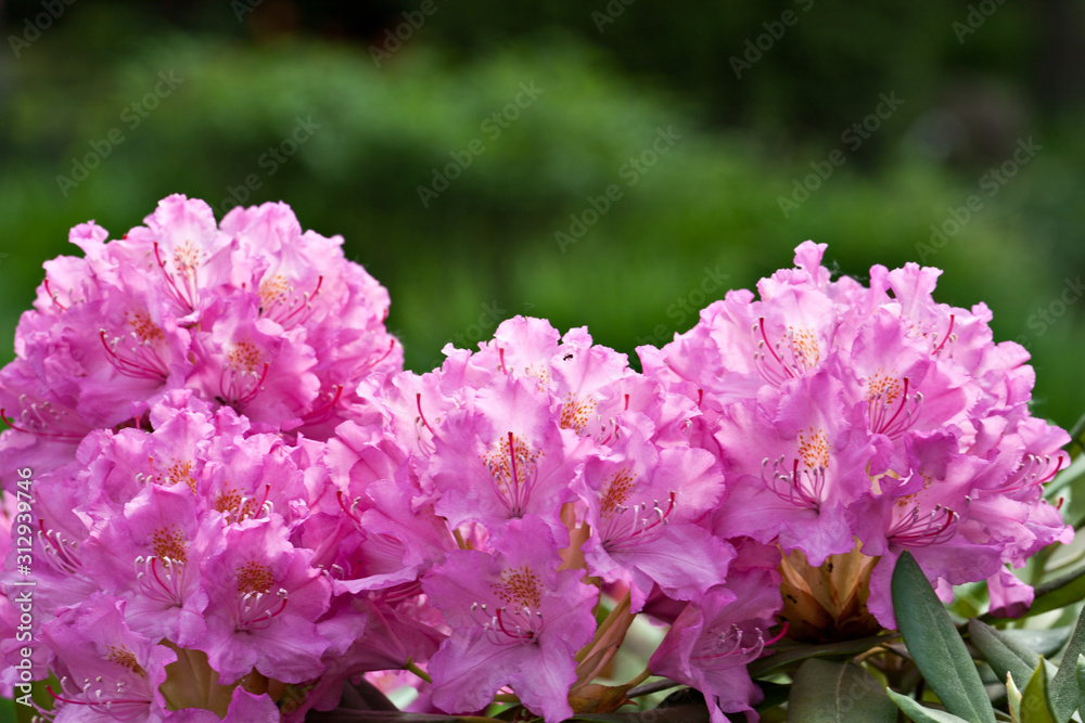 Flowers rhododendron in the garden in sunny day