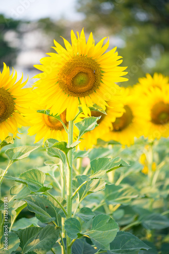 Sunflower on natural background. Sunflower blooming in garden