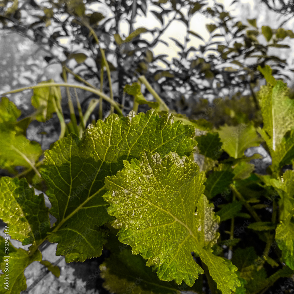 green grapes in vineyard green grapes in vineyard