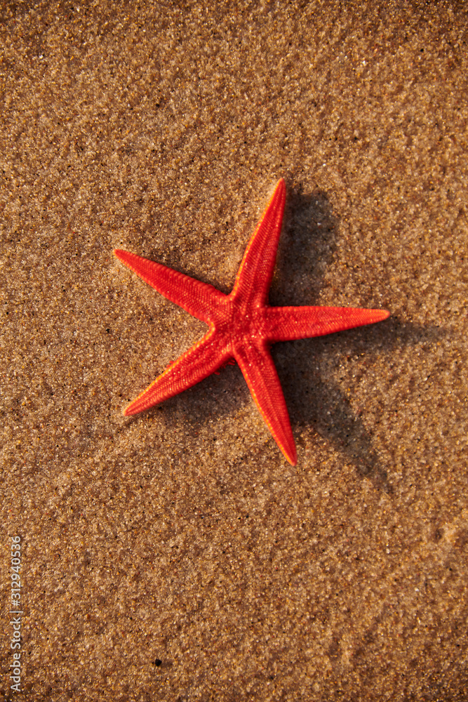 starfish shell on sunrise sunset beach starfish shell on sunrise sunset beach