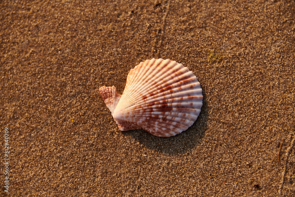 starfish shell on sunrise sunset beach starfish shell on sunrise sunset beach