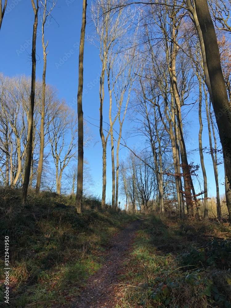 Obraz premium Wildlife. Mixed forest. European winter. January 1, 2020