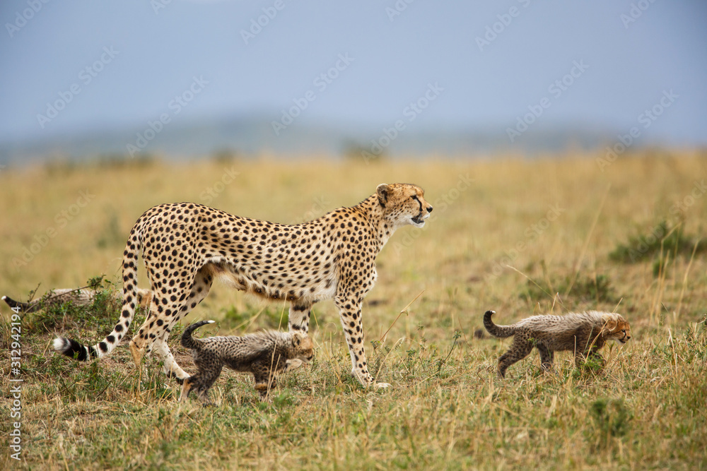 Obraz premium Cheetah mother with cubs in the Masai Mara Game Reserve in Kenya