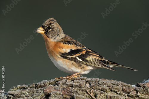 Brambling sitting on a branch