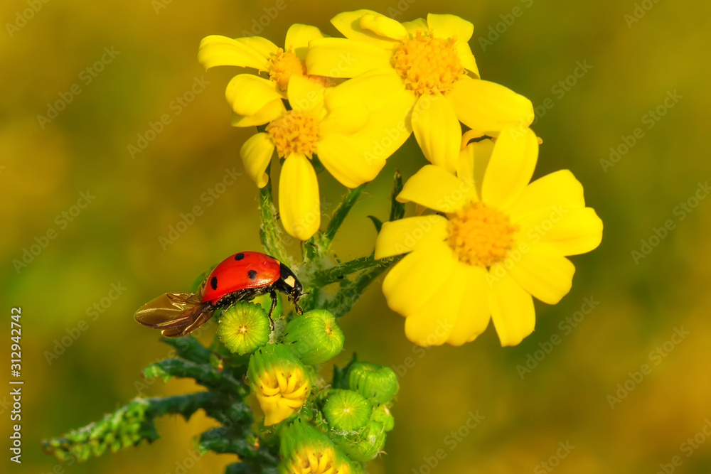 Beautiful ladybug on leaf defocused background Beautiful ladybug on leaf defocused background