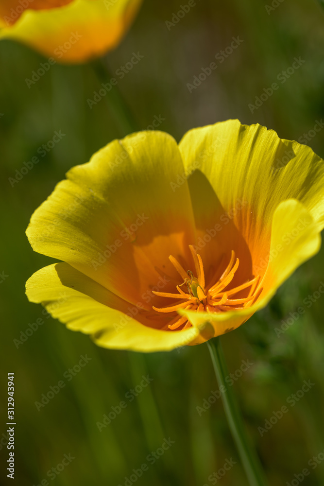 Close up of California Poppy in the Sunshine Close up of California Poppy in the Sunshine