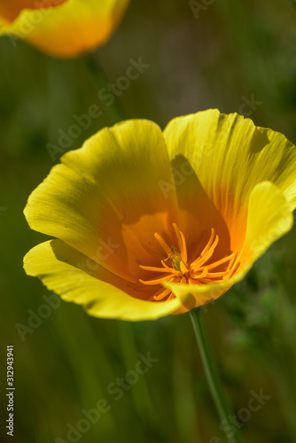 Close up of California Poppy in the Sunshine