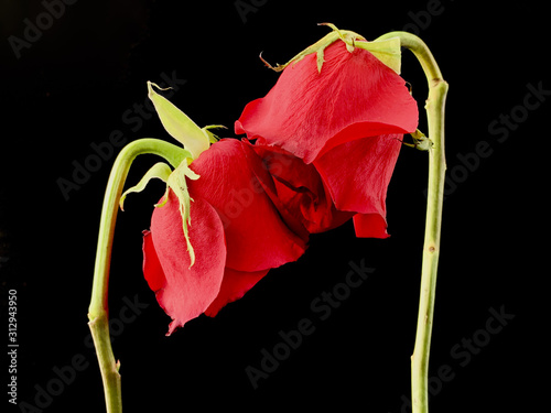 A pair of withered red roses on a black background. Two roses stretch to each other. Concept: love, fidelity. photo