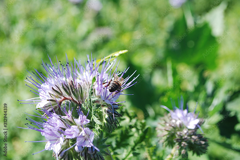 Foto de цветок. фацелия с пчелой. бутон. do Stock | Adobe Stock