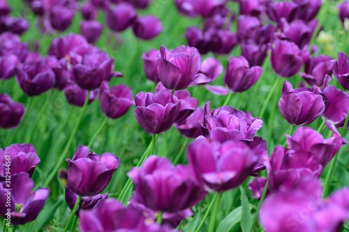 Macro details of Pink & colorful Tulip flowers in horizontal frame