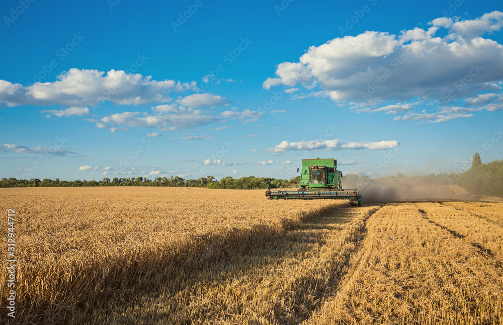 Fototapeta premium Harvesting combine in the field