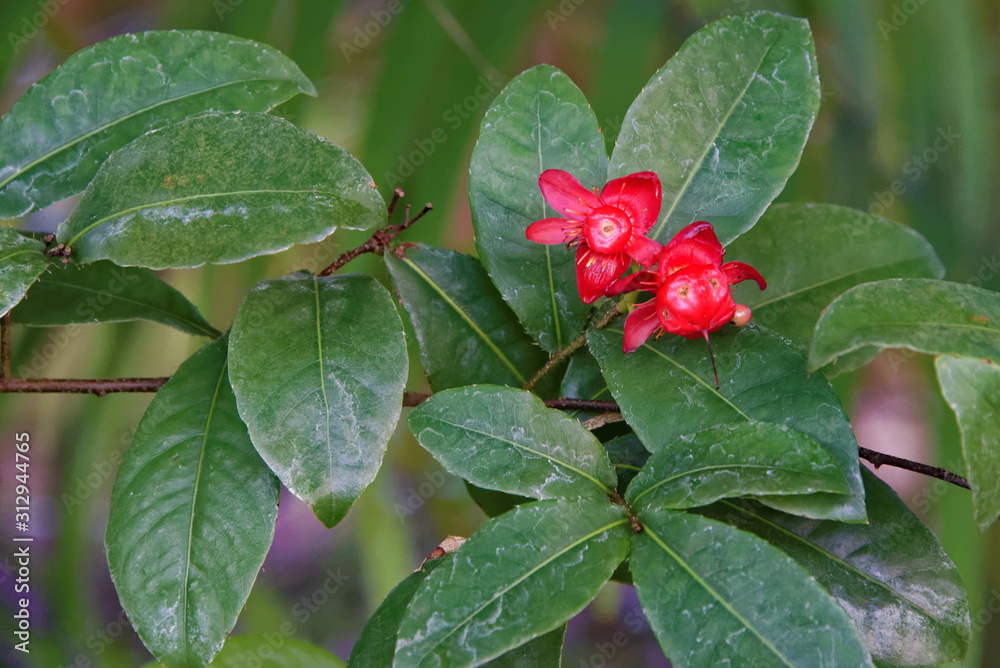Flowers and leaves of Ochna thomasiana Flowers and leaves of Ochna thomasiana