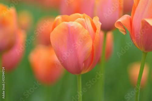 Macro details of Pink & colorful Tulip flowers in horizontal frame