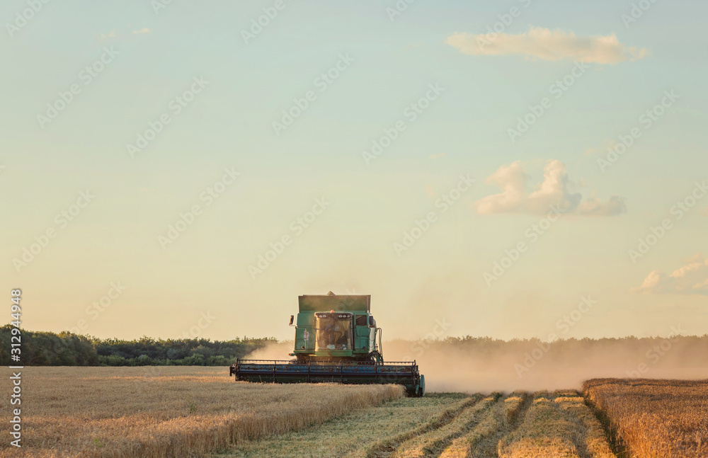 Fototapeta premium Harvesting combine in the field