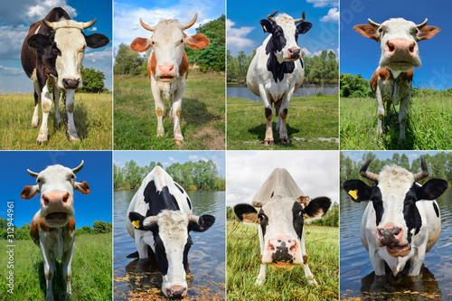 Collage of cows and cattles on the field