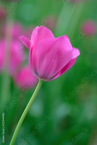 Macro details of Pink   colorful Tulip flowers in horizontal frame