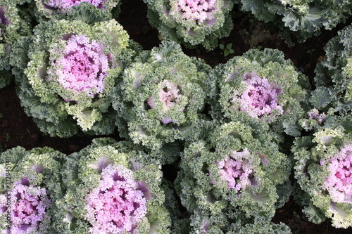 Fresh Purple Kale from top view