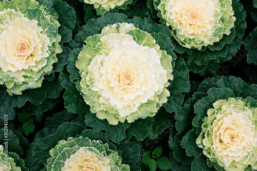 Top view fresh cauliflower pattern