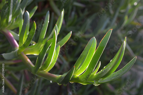 Carpobrotus en gros plan photo