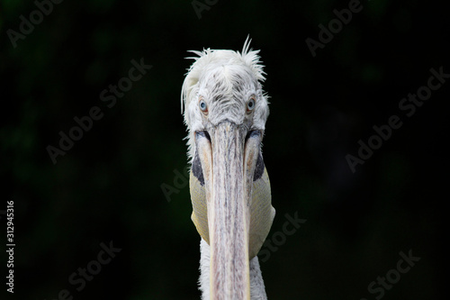 Front view of wet pelican head on black background , Jurong Bird Park Singapore