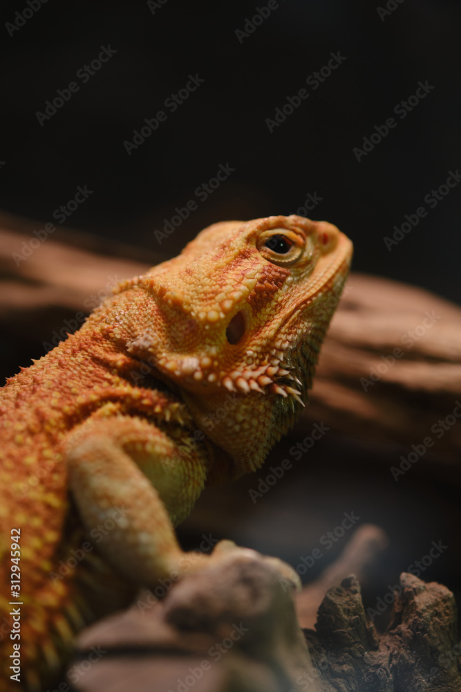 Obraz premium Close up of Bearded dragon (Pogona Vitticeps).