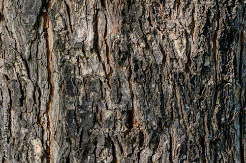 Natural texture of tree bark