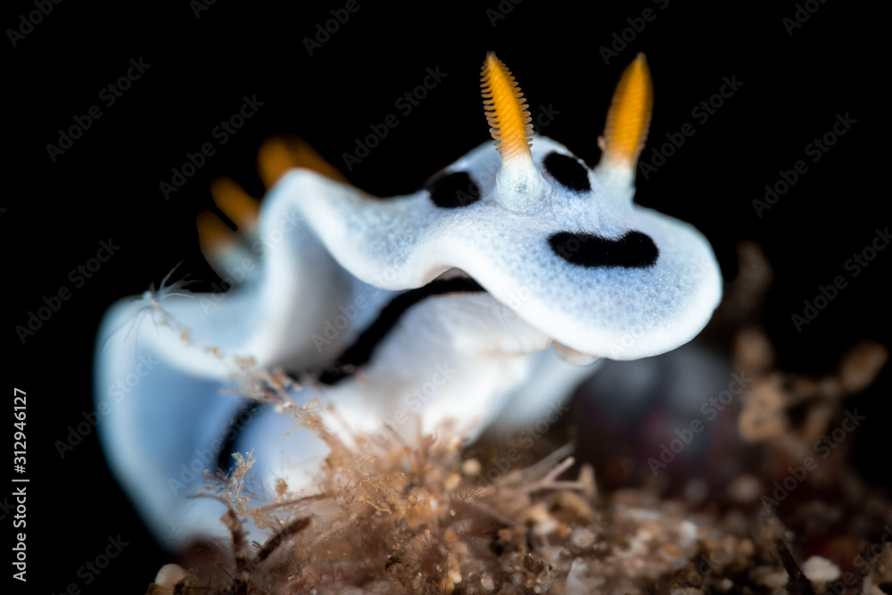 Nacktschnecke im Meer bei Anilao, Philippinen Nacktschnecke im Meer bei Anilao, Philippinen