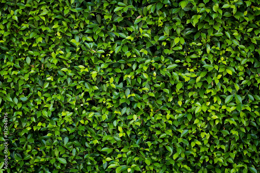 Green leaves pattern background, Natural background and wallpaper Green leaves pattern background, Natural background and wallpaper