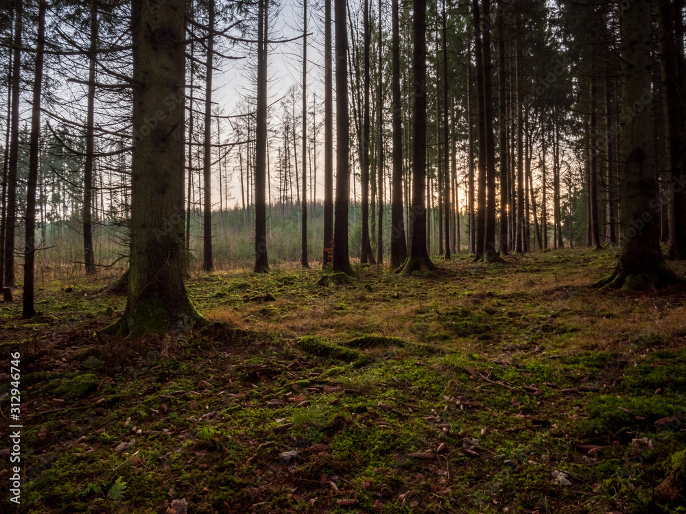 Naklejka premium Bavarian Forest view with green covered moss ground