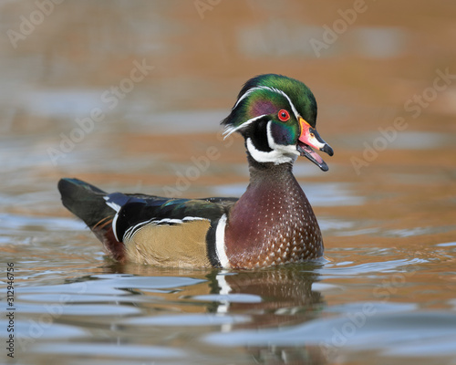 Canvas Print Colorful wood duck full body portrait on smooth pond