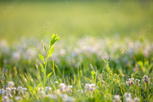 Close up of green fresh weed plant on spring grass lawn.