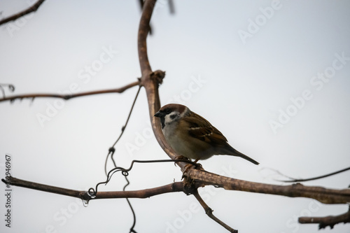Lonely sparrow on a grapevine branch © mellsva