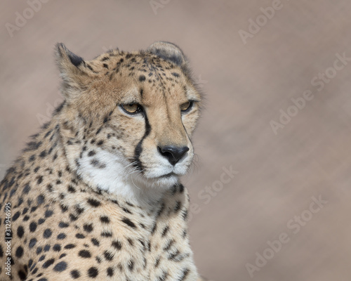 Cheetah closeup portrait against clean brown background