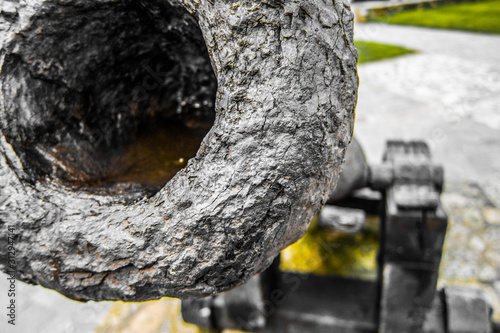 Wallpaper Mural closeup of trunk of a tree Torontodigital.ca