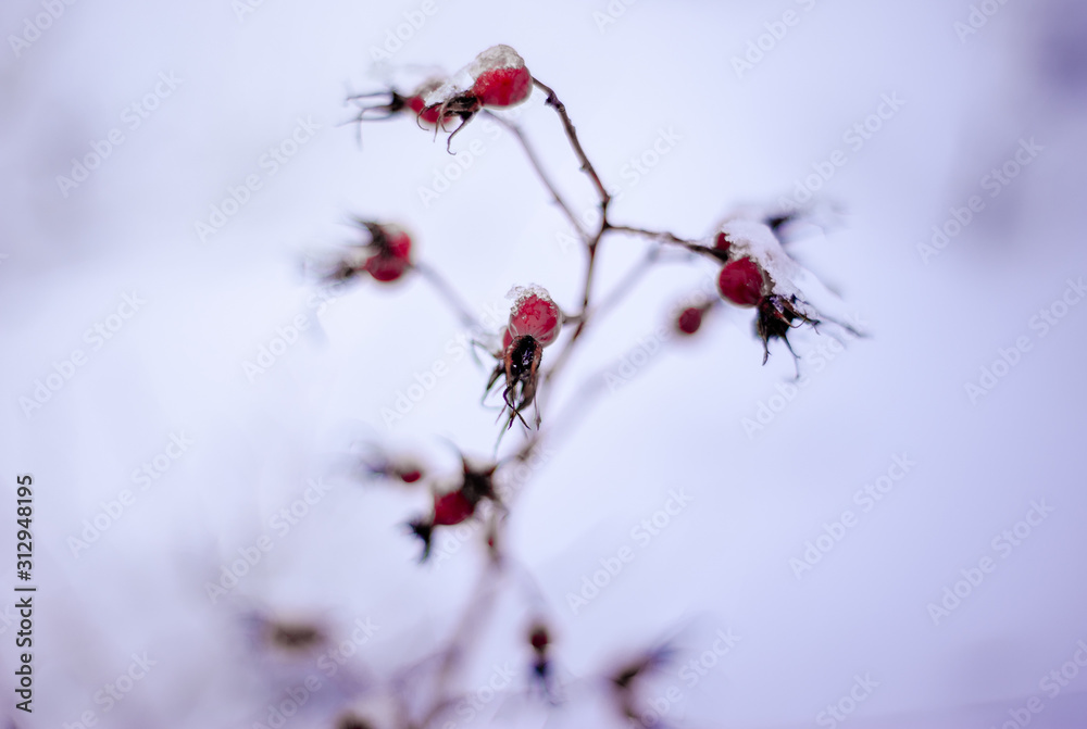 Wild rose berries hang on the bushes close up under the snow in winter Wild rose berries hang on the bushes close up under the snow in winter