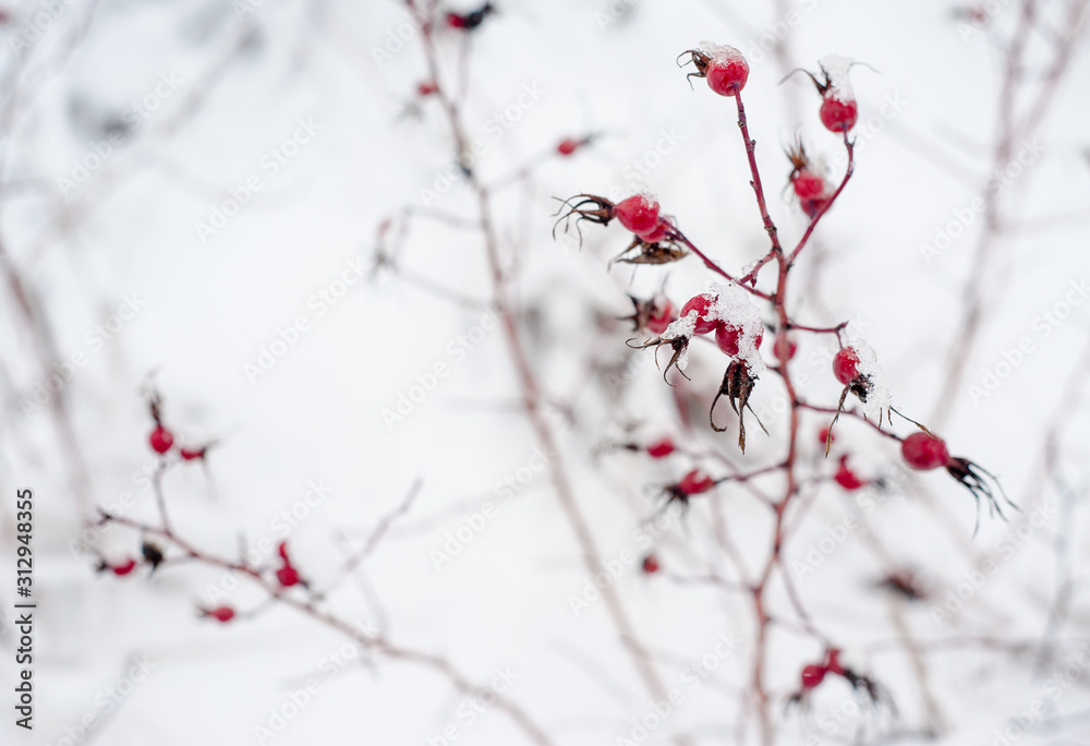 Wild rose berries hang on the bushes close up under the snow in winter