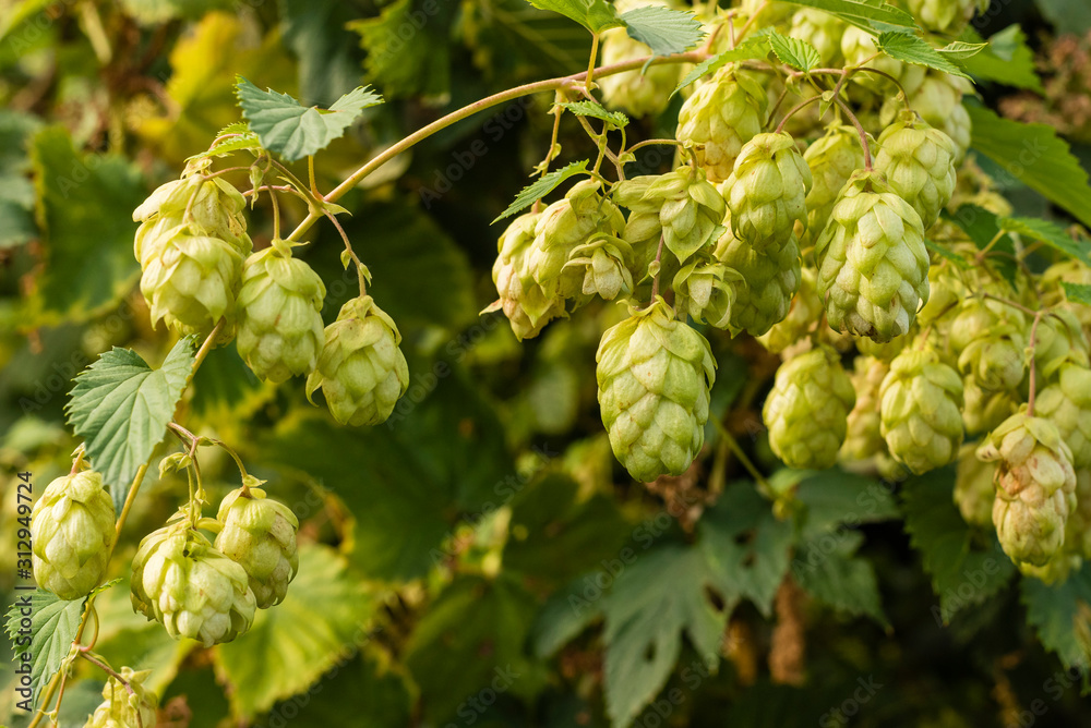 Wild hop plant, Wild hop plant in sunlight, detailed hop cones, many hop cones Wild hop plant, Wild hop plant in sunlight, detailed hop cones, many hop cones