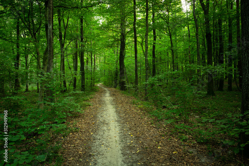 Long path in a green deciduous forest