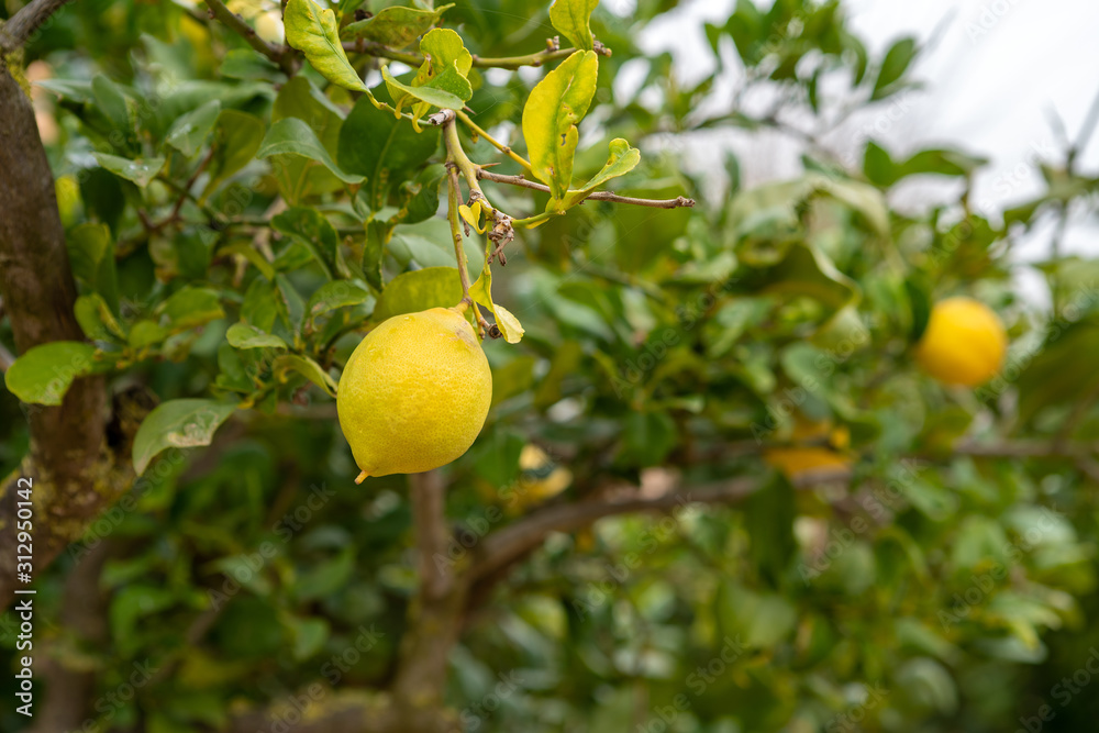 Zitronenbaum auf einer Finca in Mallorca