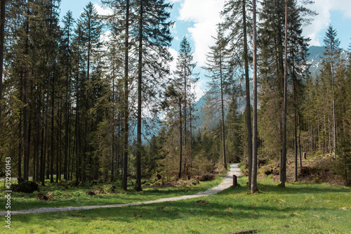 Empty hiking trail in green summer forest leading to high mountain
