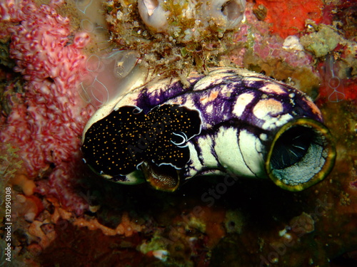 Ox heart tunicate (Polycarpa aurata) with a yellowspot flatworm (Thysanozoon flavomaculatum) crawling over it, New Britain, Papua New Guinea photo