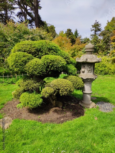 bonsai