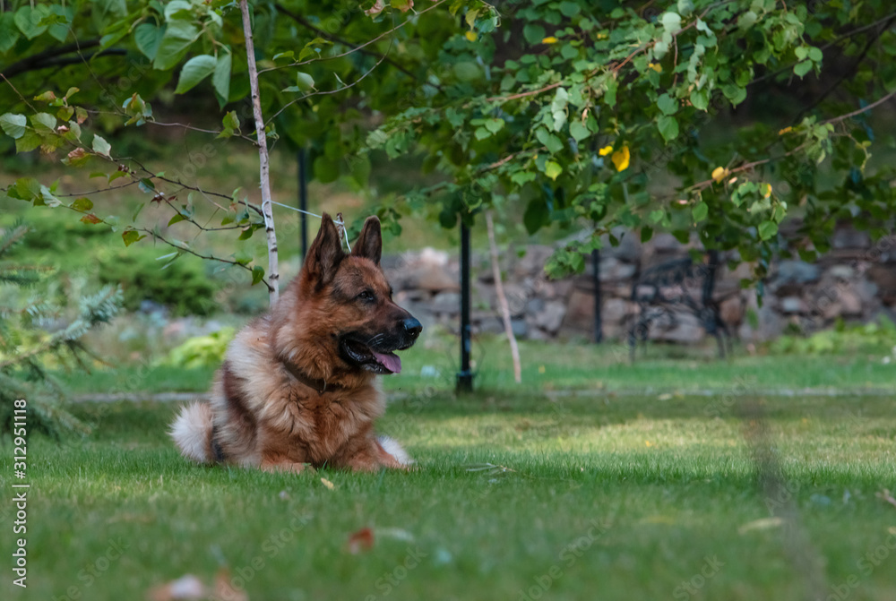 Naklejka premium Dog German Shepherd lies on green grass. Beautiful Summer Outdoor Nature.