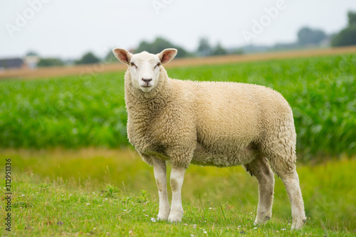 Isolated dike sheep is looking at you from its meadow on farm background