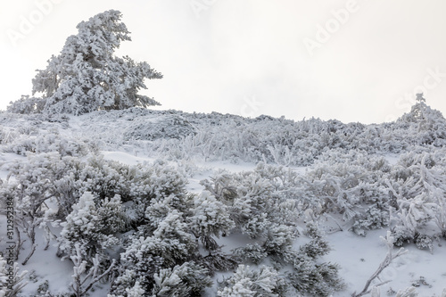 Snow-covered trees in the mountains of Guadarrama in Madrid, Spain © josevgluis