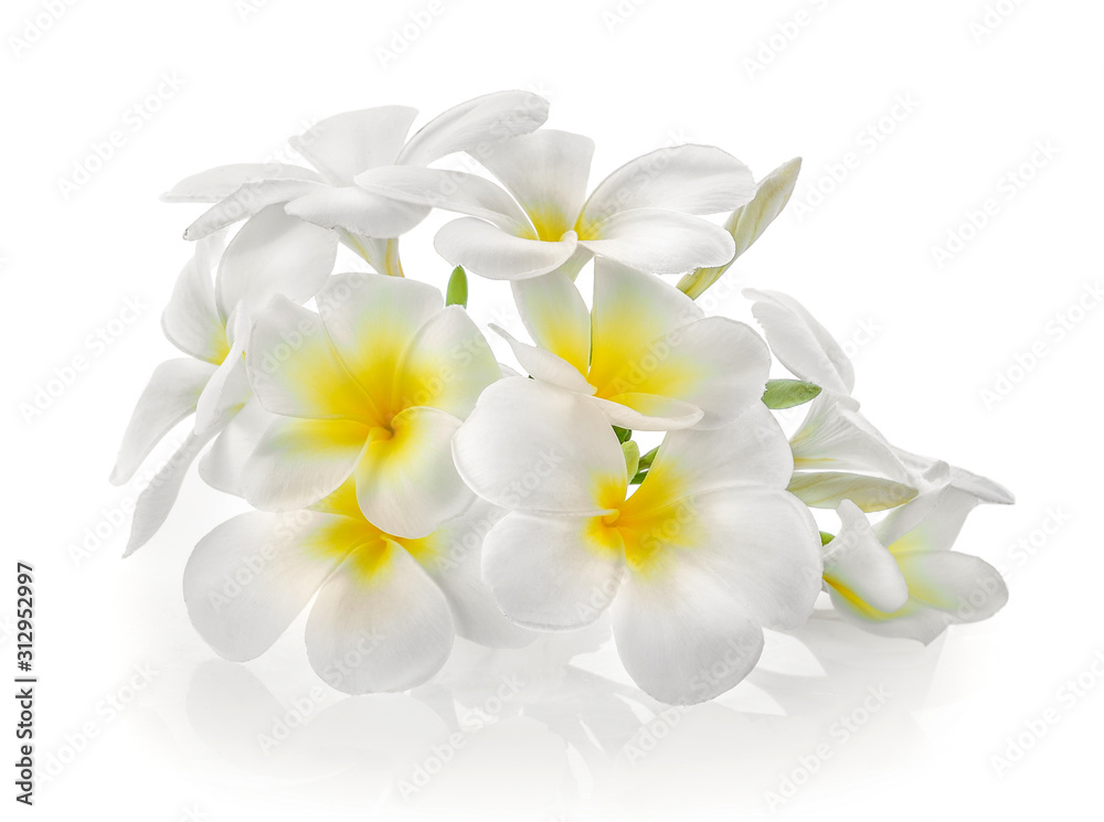 Frangipani flower isolated on white