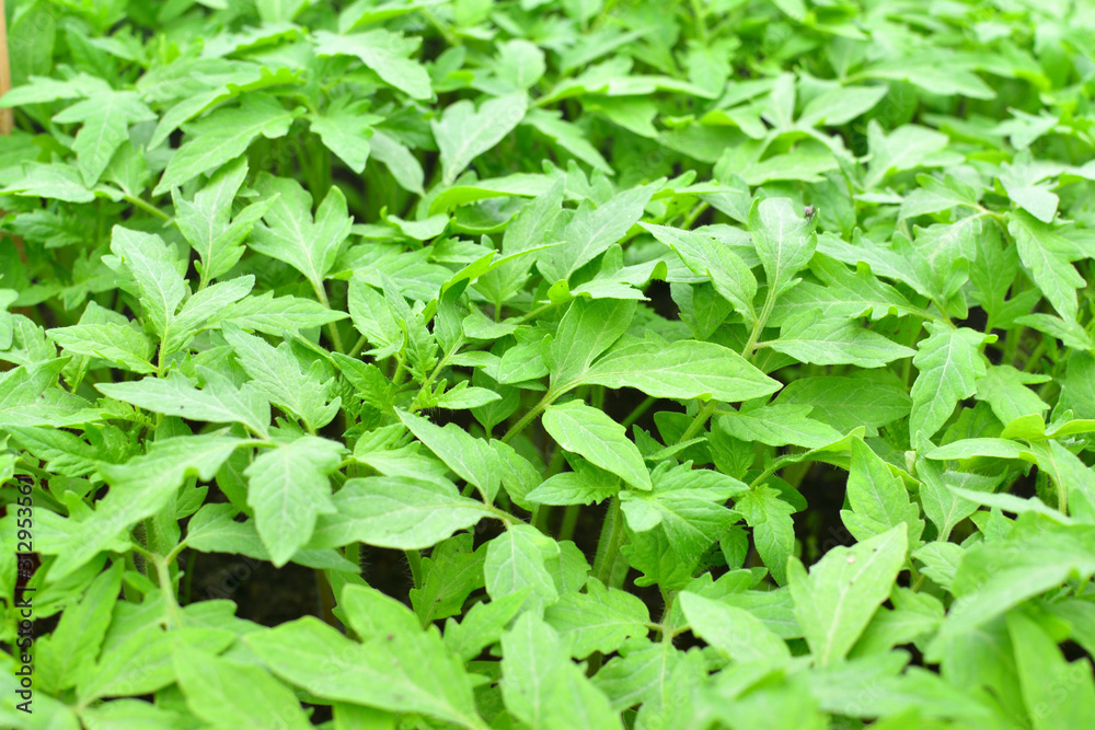 young tomato sprouts, growing seedlings.Rows of tomato plants on an agricultural plantation. Selective focus. young tomato sprouts, growing seedlings.Rows of tomato plants on an agricultural plantation. Selective focus.
