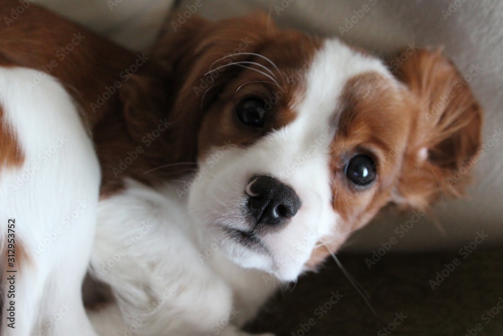 Portrait of Cavalier King Charles Dog