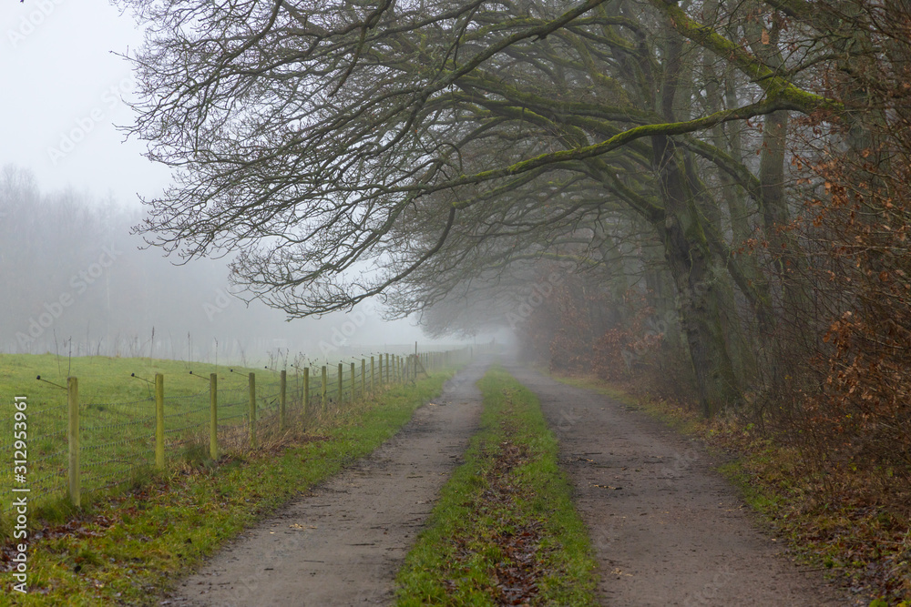 Fototapeta premium Early morning fog along the trail in the public nature reserve 