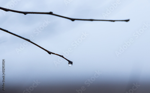 Lonely water drop on a branch an early morning with fog in winter. 